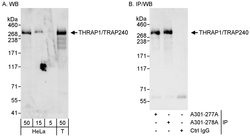 THRAP1/TRAP240 Rabbit anti-Human, Polyclonal, Bethyl Laboratories 100 &mu;L;
