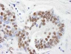 THRAP3/TRAP150 Polyclonal Antibody, Bethyl Laboratories 10 &mu;L; Unconjugated:Antibodies,