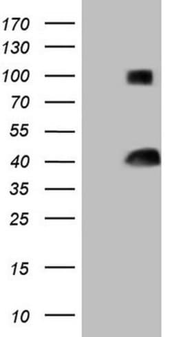 THTPA Monoclonal Antibody (OTI4H2), TrueMAB , OriGene 100 &mu;L; Unconjugated:Antibodies,