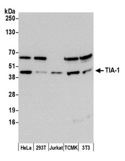 TIA-1 Polyclonal Antibody, Bethyl Laboratories:Antibodies:Primary Antibodies