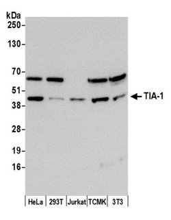 TIA-1 Polyclonal Antibody, Bethyl Laboratories 20 &mu;L; Unconjugated:Antibodies,
