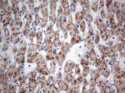 TIA1 Mouse anti-Human, Clone: OTI1C8, lyophilized, TrueMAB 100 μg; Unconjugated:Antibodies,
