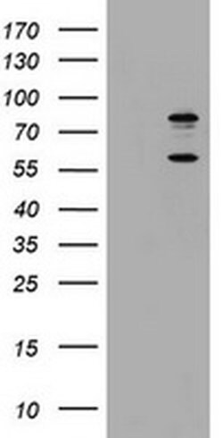 TICAM1 Mouse anti-Human, Clone: OTI1G7, liquid, TrueMAB 100 &mu;L; Unconjugated:Antikörper