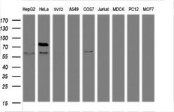 TICAM1 Mouse anti-Human, Clone: OTI1G7, lyophilized, TrueMAB 100 &mu;g;
