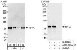 TIF-IA Rabbit anti-Human, Polyclonal, Bethyl Laboratories 100 &mu;L; Unconjugated:Antibodies,