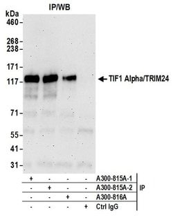 TIF1 Alpha/TRIM24 Rabbit anti-Human, Mouse, Polyclonal, Bethyl Laboratories
