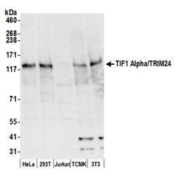 TIF1 Alpha/TRIM24 Rabbit anti-Human, Mouse, Polyclonal, Bethyl Laboratories