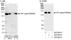 TIF1 Alpha/TRIM24 Rabbit anti-Human, Polyclonal, Bethyl Laboratories 100