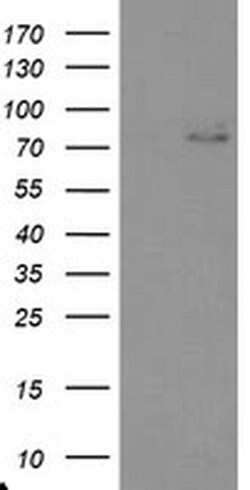 TIGD1 Monoclonal Antibody (OTI3H4), TrueMAB , OriGene:Antibodies:Primary