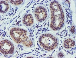 TIMP2 Mouse anti-Human, Clone: OTI2G7, lyophilized, TrueMAB 100 &mu;g;