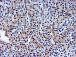 TIMP2 Mouse anti-Human, Clone: OTI2G7, lyophilized, TrueMAB 100 &mu;g;