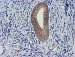 TIMP2 Mouse anti-Human, Clone: OTI2G7, lyophilized, TrueMAB 100 &mu;g;