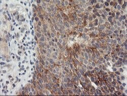 TIMP2 Mouse anti-Human, Clone: OTI2G7, lyophilized, TrueMAB 100 &mu;g;