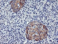 TIMP2 Monoclonal Antibody (OTI1D7), TrueMAB , OriGene 100 &mu;L; Unconjugated:Antibodies,