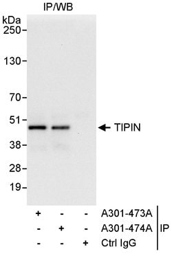 TIPIN Rabbit anti-Human, Polyclonal, Bethyl Laboratories 10 &mu;l; Unlabeled:Antibodies,