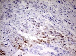 TIPIN Monoclonal Antibody (OTI2C10), TrueMAB , OriGene 100 &mu;L; Unconjugated:Antibodies,