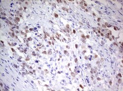 TIPIN Mouse anti-Human, Clone: OTI1H4, lyophilized, TrueMAB 100 &mu;g;