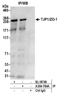 TJP1/ZO-1 Rabbit anti-Human, Polyclonal, Bethyl Laboratories 100 &mu;l;