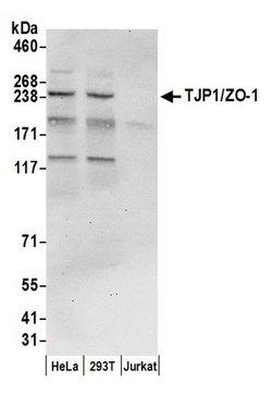 TJP1/ZO-1 Rabbit anti-Human, Polyclonal, Bethyl Laboratories 100 &mu;l;