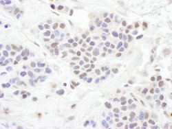 TLE1 Rabbit anti-Human, Polyclonal, Bethyl Laboratories 100 &mu;L; Unconjugated:Antibodies,