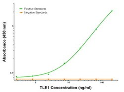 TLE1 Mouse anti-Human, Clone: OTI2D8, liquid, TrueMAB 100 &mu;g; Unconjugated:Antibodies,