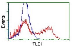 TLE1 Monoclonal Antibody (OTI3C9), TrueMAB , OriGene:Antibodies:Primary