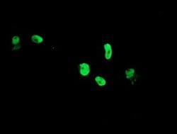TLE1 Monoclonal Antibody (OTI1F9), TrueMAB , OriGene 100 &mu;L; Unconjugated:Antibodies,