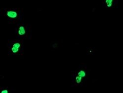 TLE1 Monoclonal Antibody (OTI3C9), TrueMAB , OriGene:Antibodies:Primary
