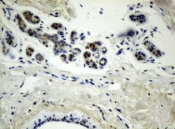 TLE1 Monoclonal Antibody (OTI1A11), TrueMAB , OriGene 100 &mu;L; Unconjugated:Antibodies,