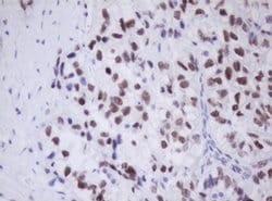 TLE1 Monoclonal Antibody (OTI1A11), TrueMAB , OriGene 100 &mu;L; Unconjugated:Antibodies,