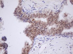 TLE1 Monoclonal Antibody (OTI1A11), TrueMAB , OriGene 100 &mu;L; Unconjugated:Antibodies,