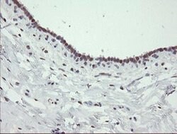 TLE1 Monoclonal Antibody (OTI1F9), TrueMAB , OriGene 100 &mu;L; Unconjugated:Antibodies,