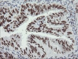 TLE1 Monoclonal Antibody (OTI1F9), TrueMAB , OriGene 100 &mu;L; Unconjugated:Antibodies,
