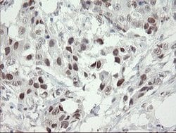 TLE1 Monoclonal Antibody (OTI1F9), TrueMAB , OriGene 100 &mu;L; Unconjugated:Antibodies,
