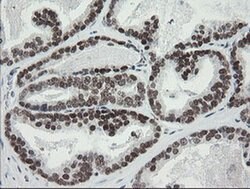 TLE1 Monoclonal Antibody (OTI1F9), TrueMAB , OriGene 100 &mu;L; Unconjugated:Antibodies,