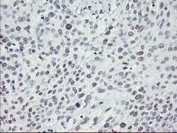 TLE1 Monoclonal Antibody (OTI1F9), TrueMAB , OriGene 100 &mu;L; Unconjugated:Antibodies,