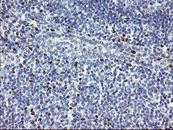 TLE1 Monoclonal Antibody (OTI1F9), TrueMAB , OriGene 100 &mu;L; Unconjugated:Antibodies,