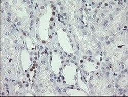 TLE1 Monoclonal Antibody (OTI1F9), TrueMAB , OriGene 100 &mu;L; Unconjugated:Antibodies,