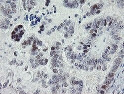 TLE1 Monoclonal Antibody (OTI2D8), TrueMAB , OriGene 100 &mu;L; Unconjugated:Antibodies,