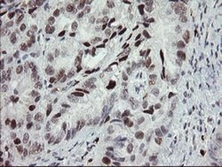 TLE1 Monoclonal Antibody (OTI3C9), TrueMAB , OriGene 100 &mu;L; Unconjugated:Antibodies,