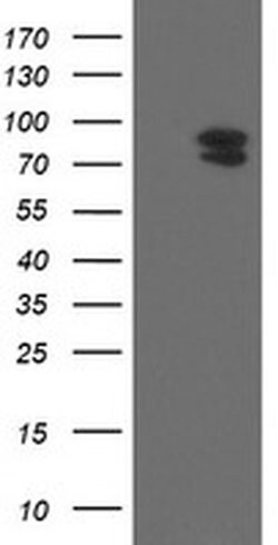 TLE1 Monoclonal Antibody (OTI1F9), TrueMAB , OriGene 100 &mu;L; Unconjugated:Antibodies,