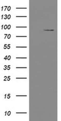 TLE1 Monoclonal Antibody (OTI3C9), TrueMAB , OriGene 100 &mu;L; Unconjugated:Antibodies,