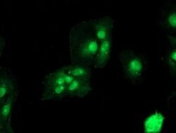 TLE2 Mouse anti-Human, Clone: OTI5A6, liquid, TrueMAB 100 &mu;L; Unconjugated:Antibodies,