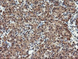 TLE2 Mouse anti-Human, Clone: OTI5A6, liquid, TrueMAB 100 &mu;L; Unconjugated:Antibodies,