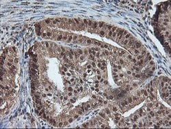 TLE2 Mouse anti-Human, Clone: OTI5A6, liquid, TrueMAB 100 &mu;L; Unconjugated:Antibodies,