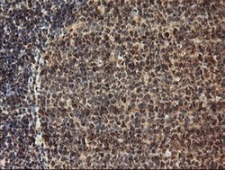 TLE2 Mouse anti-Human, Clone: OTI5A6, liquid, TrueMAB 100 &mu;L; Unconjugated:Antibodies,