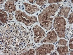 TLE2 Mouse anti-Human, Clone: OTI5A6, liquid, TrueMAB 100 &mu;L; Unconjugated:Antibodies,