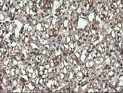 TLE2 Mouse anti-Human, Clone: OTI5A6, liquid, TrueMAB 100 &mu;L; Unconjugated:Antibodies,