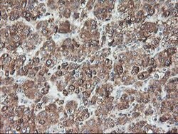 TLE2 Mouse anti-Human, Clone: OTI5A6, liquid, TrueMAB 100 &mu;L; Unconjugated:Antibodies,