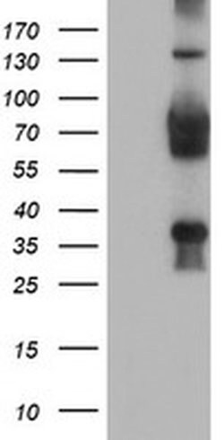 TLE2 Mouse anti-Human, Clone: OTI5A6, liquid, TrueMAB 100 &mu;L; Unconjugated:Antibodies,